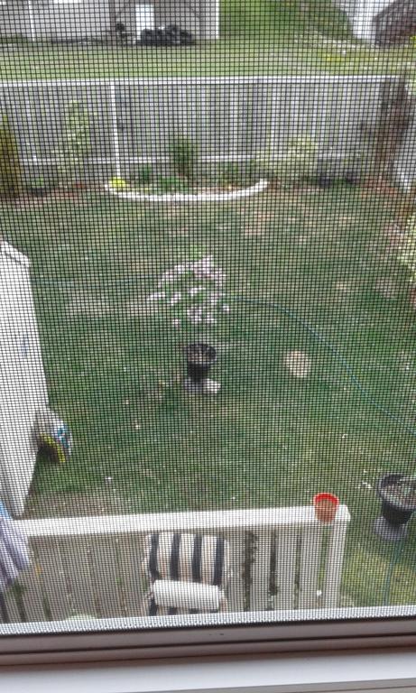 Cozy Pet Friendly Home St. John's Luaran gambar